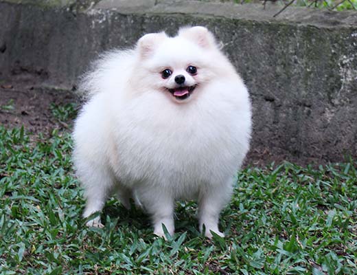 Spitz Alemão Branco